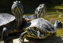 Slider Tanks: What is the Size?