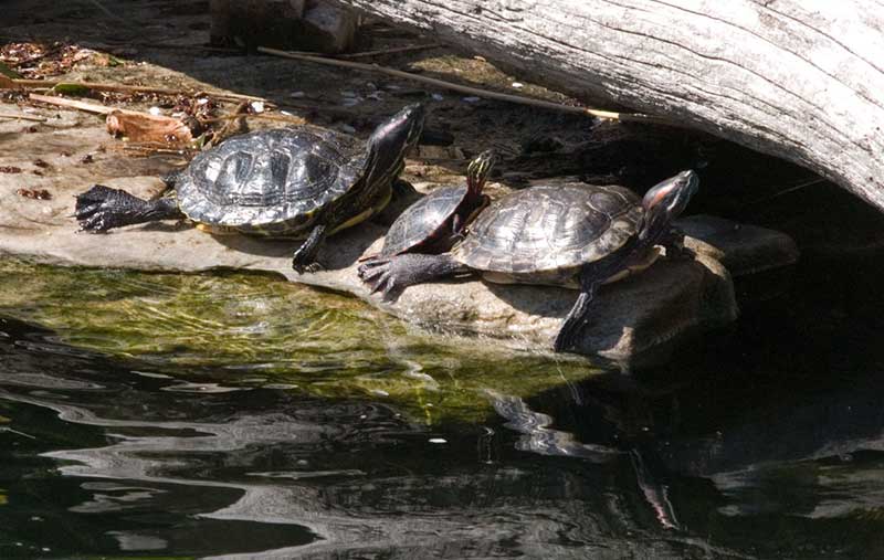 Where Do Red Eared Slider Turtles Live in the Wild? 2