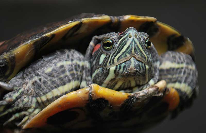 Red Eared Slider Hibernation Temperature Effects,Maple Trees In Michigan