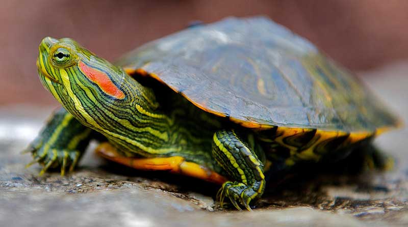What Animals Can Live With Red Eared Slider Turtles? 2