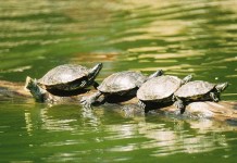 Temperature Within the Tank: Safety Controls