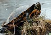 Necessary Emergency Supplies for Your Red Eared Slider