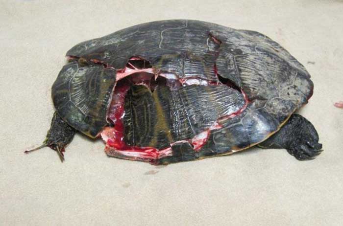 Causes Of Red Eared Slider Injury,What Is A Caper In Food