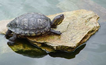 Red Eared Sliders in Ponds: Setup & Health Issues