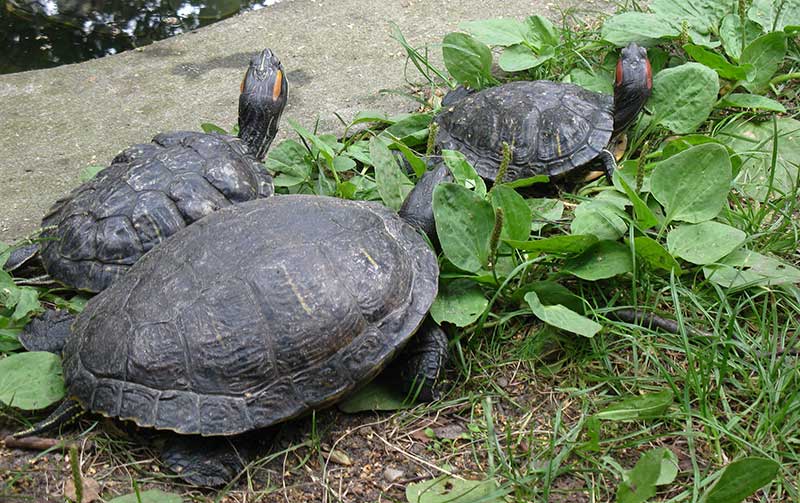 Breeding Red Eared Sliders Advanced,Dairy Free Cake Recipe Without Eggs