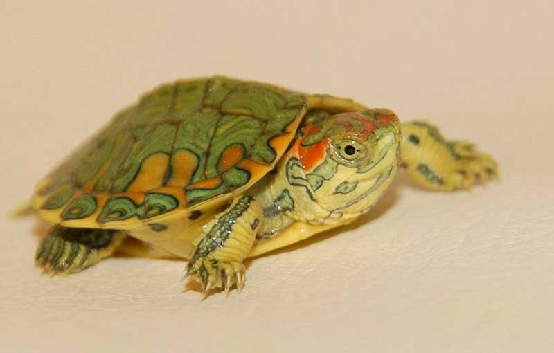 Red Eared Slider Babies Diet And Nutrition,20th Wedding Anniversary Cake Ideas