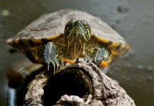Breeding Red-Eared Sliders: Basics