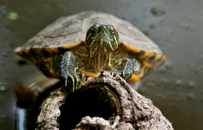 How to Breed Red Ear Slider Turtles? 2
