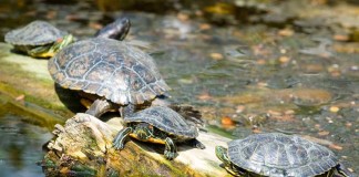 Breeding Red Eared Sliders: Common Health Problems